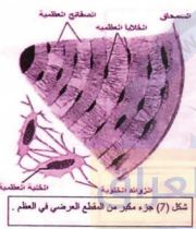 مقطع عرضي للعظم